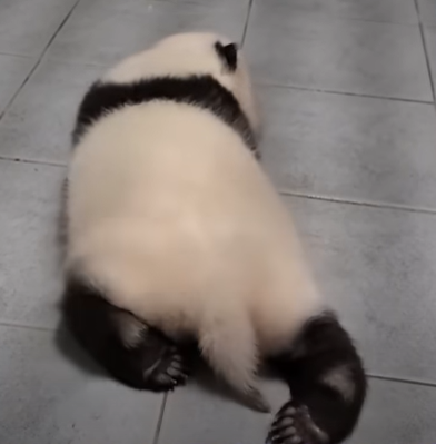 걷기 시작하는 푸바오