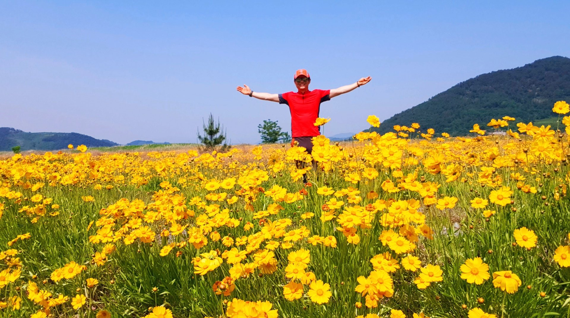 창원 북면수변생태공원 금계국