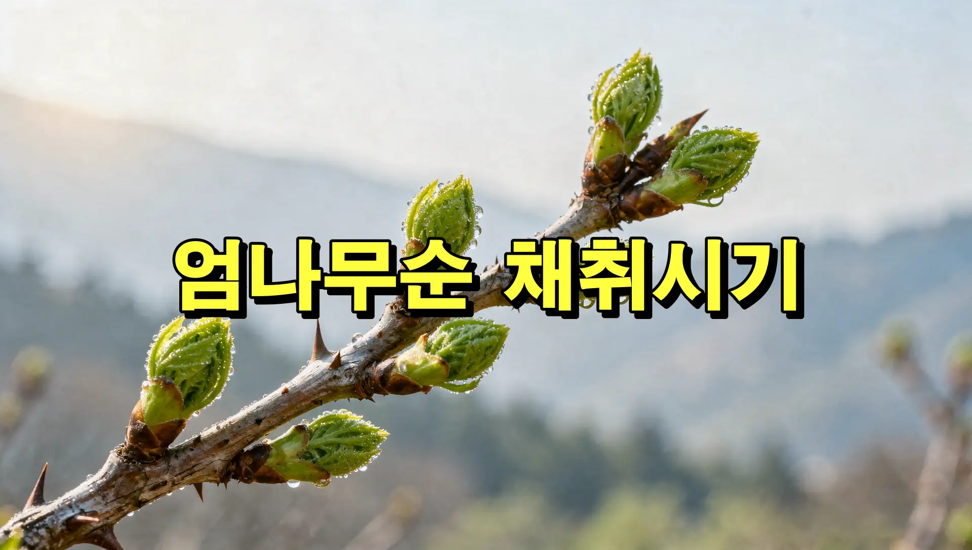 엄나무순 채취시기