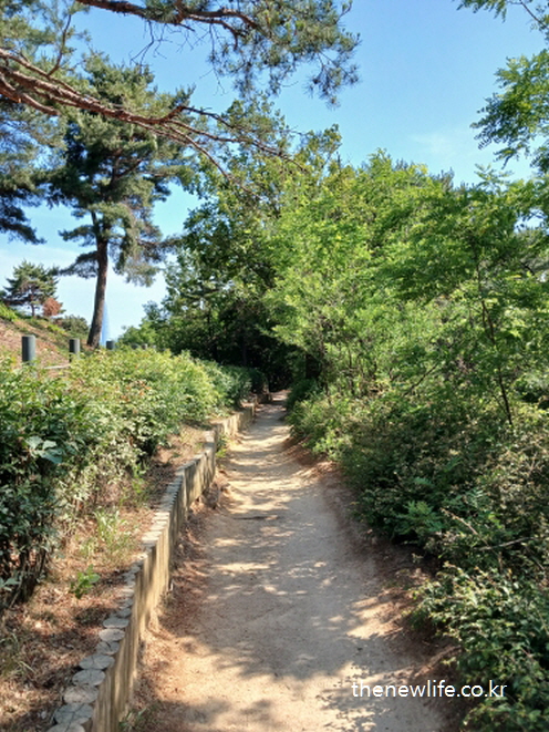 울창한 숲속을 따라 이어진 등산로 – 뱃살 빼는 최고의 방법으로 추천하는 등산 운동 경로