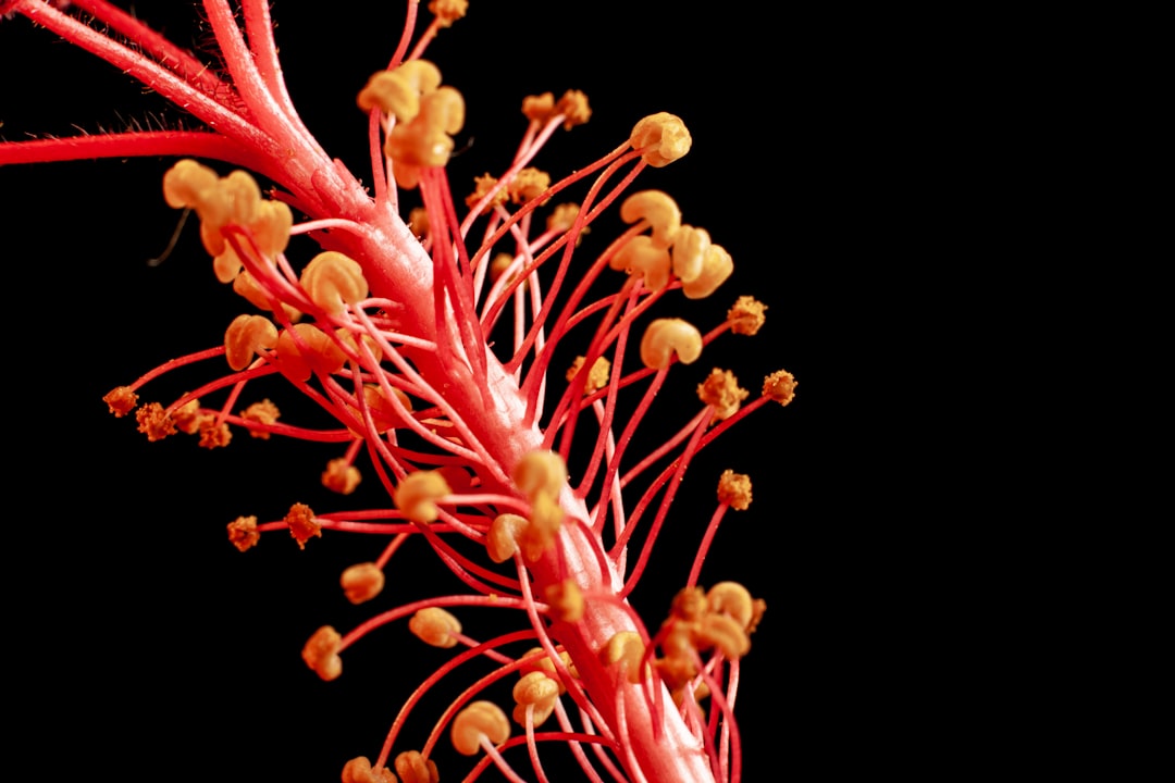 Atherosclerosis