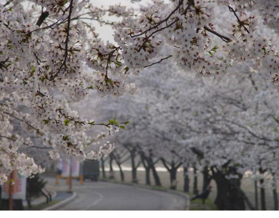 수안보 온천축제