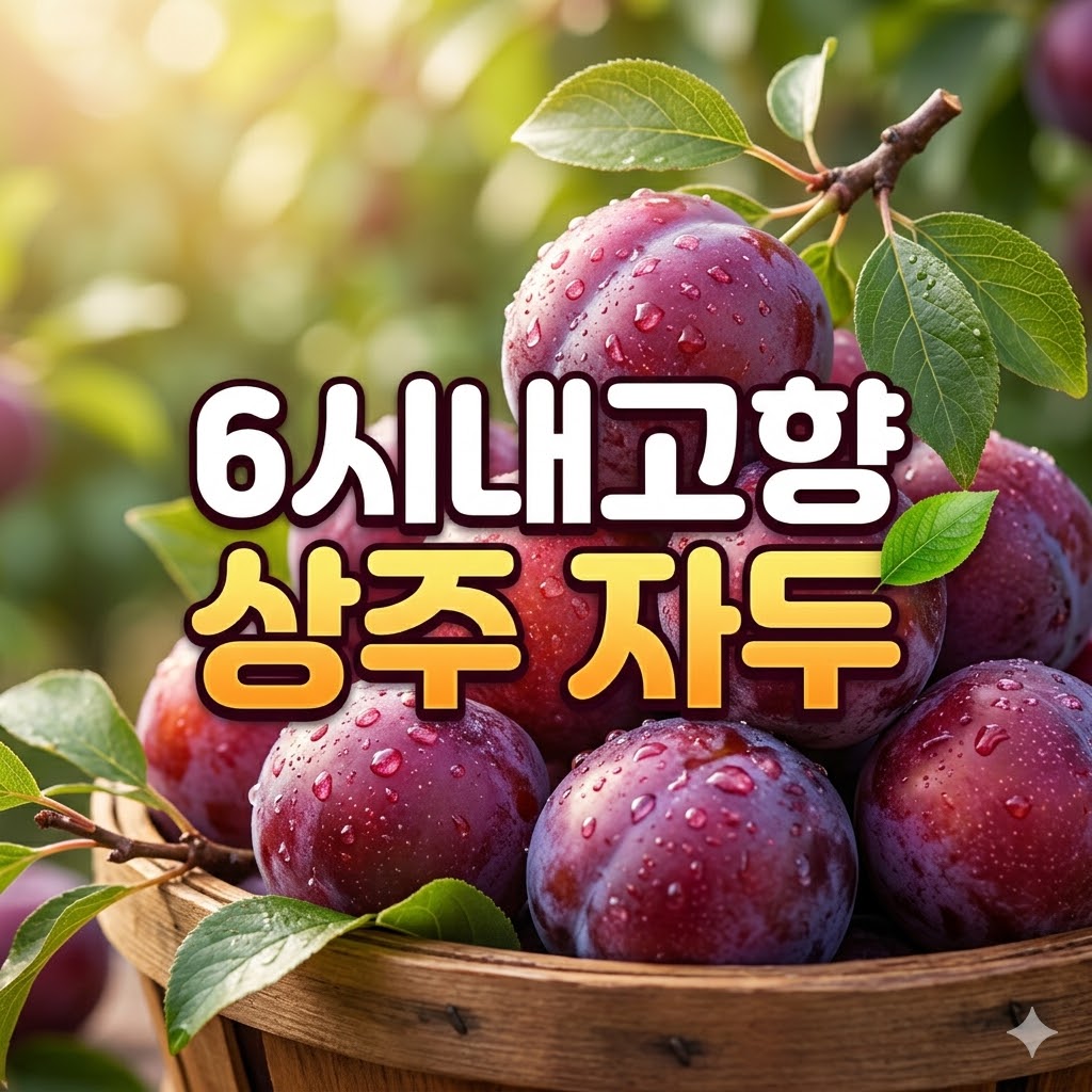 6시내고향 상주 자두