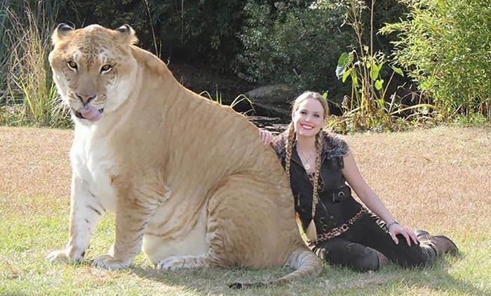 라이거 (Liger, 수컷 사자 + 암컷 호랑이)