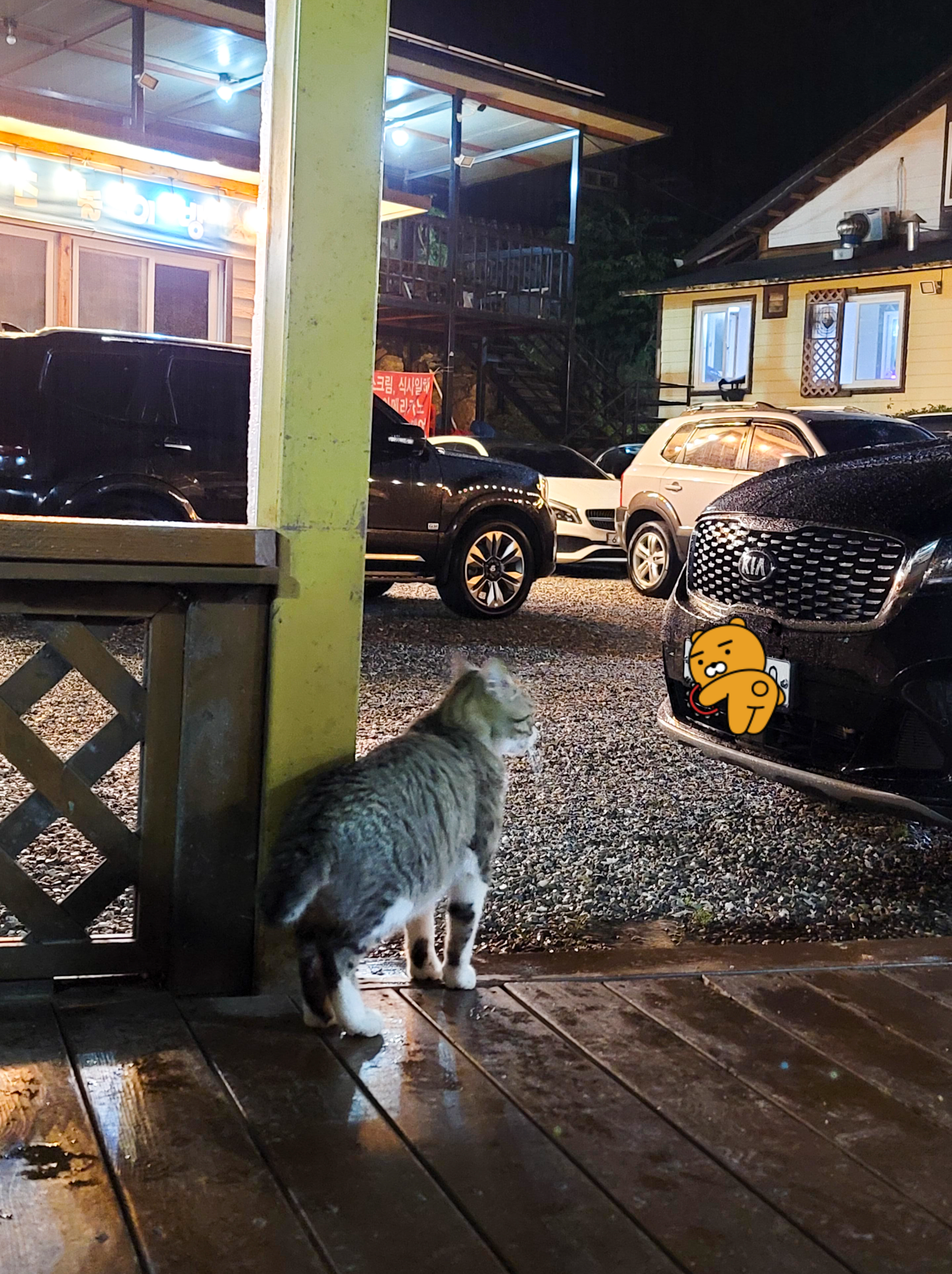 에코피아펜션의 고양이