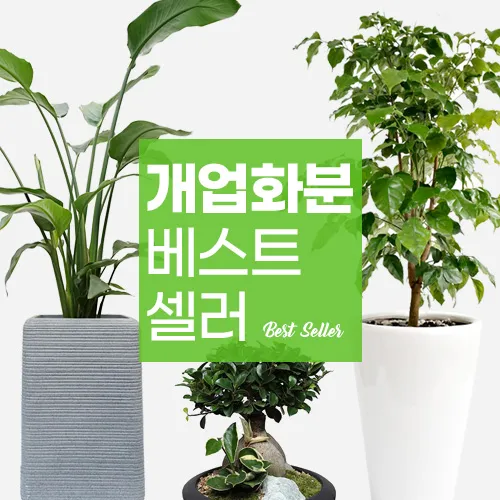 개업 축하 인사 화분 카드 문구 번창 기원 덕담 센스 있게_5