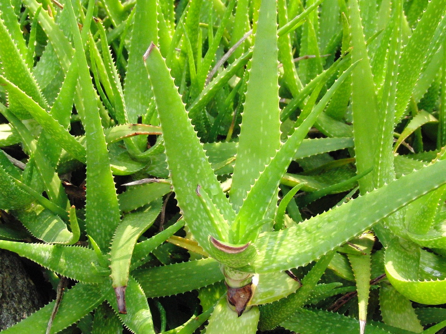 야생에서 잘 자라고 있는 초록색의 알로에 수십 개를 확대를 하여 찍은 사진