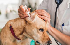귀에 세정제를 넣고있는 강아지사진