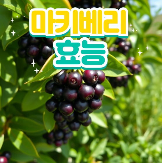 마키베리 효능 혈당관리