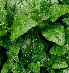 변비에 좋은 음식 해결방법 운동