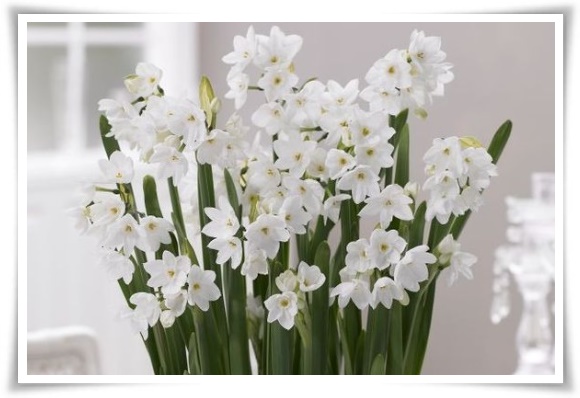 "수선화" 봄의 향기를 담은 마음을 따뜻하게 해 주는 봄의 전령사!