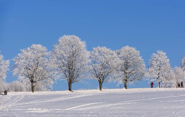 겨울철 필수 면역음식 (트렌드 재료, 레시피, 효과)