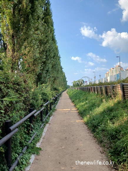 서울 암사생태공원 걷기 좋은 길 – 키 큰 나무들이 줄지어 선 흙길 산책로