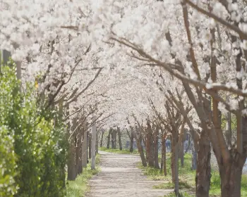 경주벚꽃축제_12