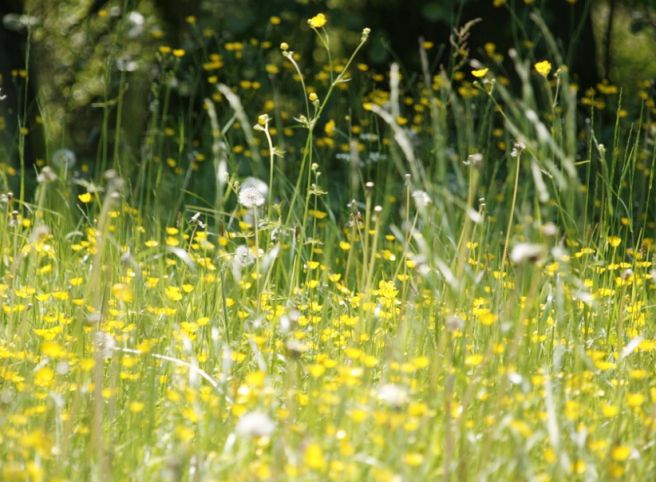 봄철 알레르기에 관한 그림