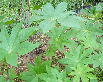 가을에 피는 꽃 아주까리