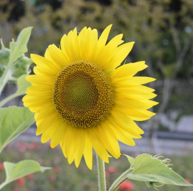 가을에 피는 꽃 종류 해바라기