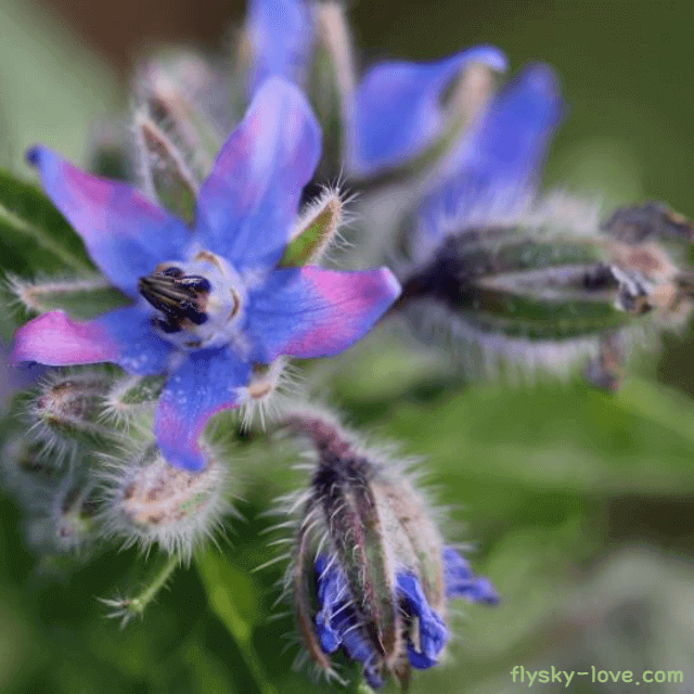 혈액순환에 효과적인 보리지(Borage)