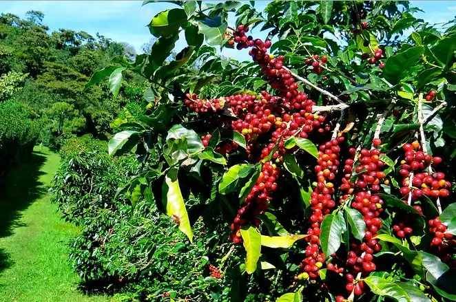 자메이카 블루마운틴