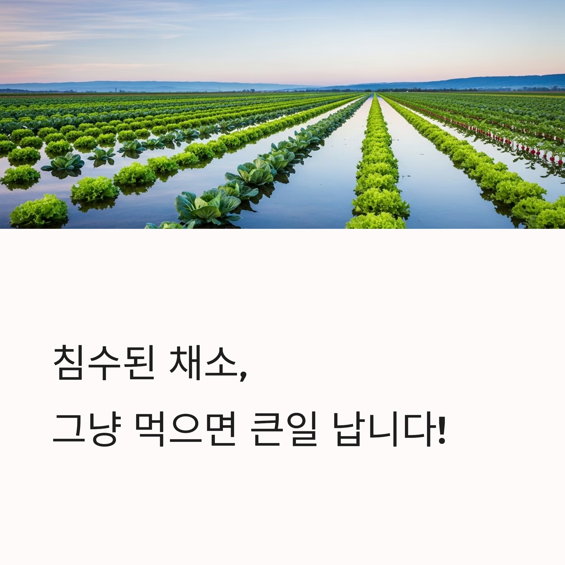 침수된 채소, 그냥 먹으면 큰일 납니다!