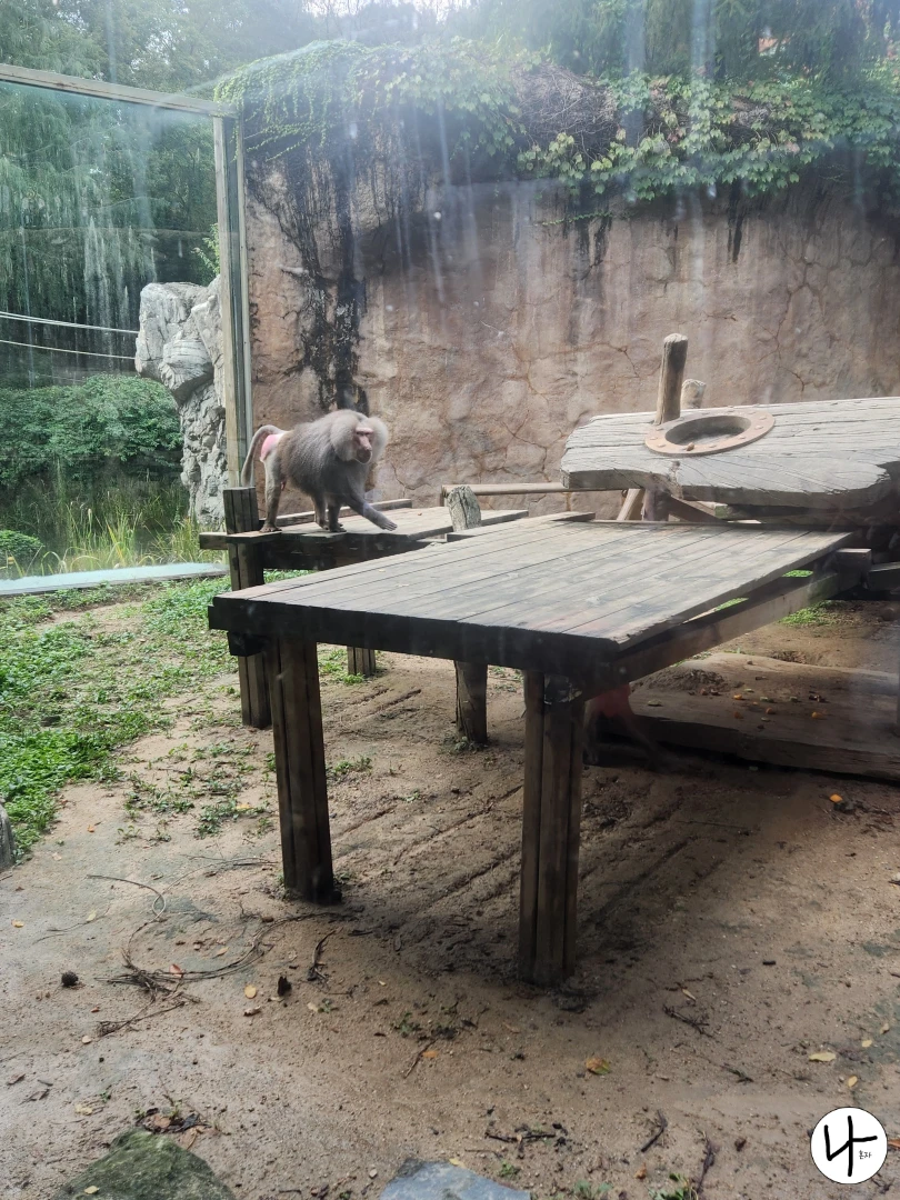 네-발로-기어다니는-망토원숭이