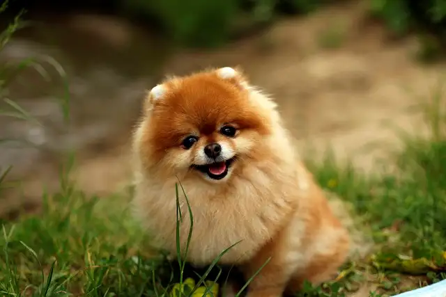 소형견 필독! 강아지 기관지협착증 관리법과 피해야 할 음식