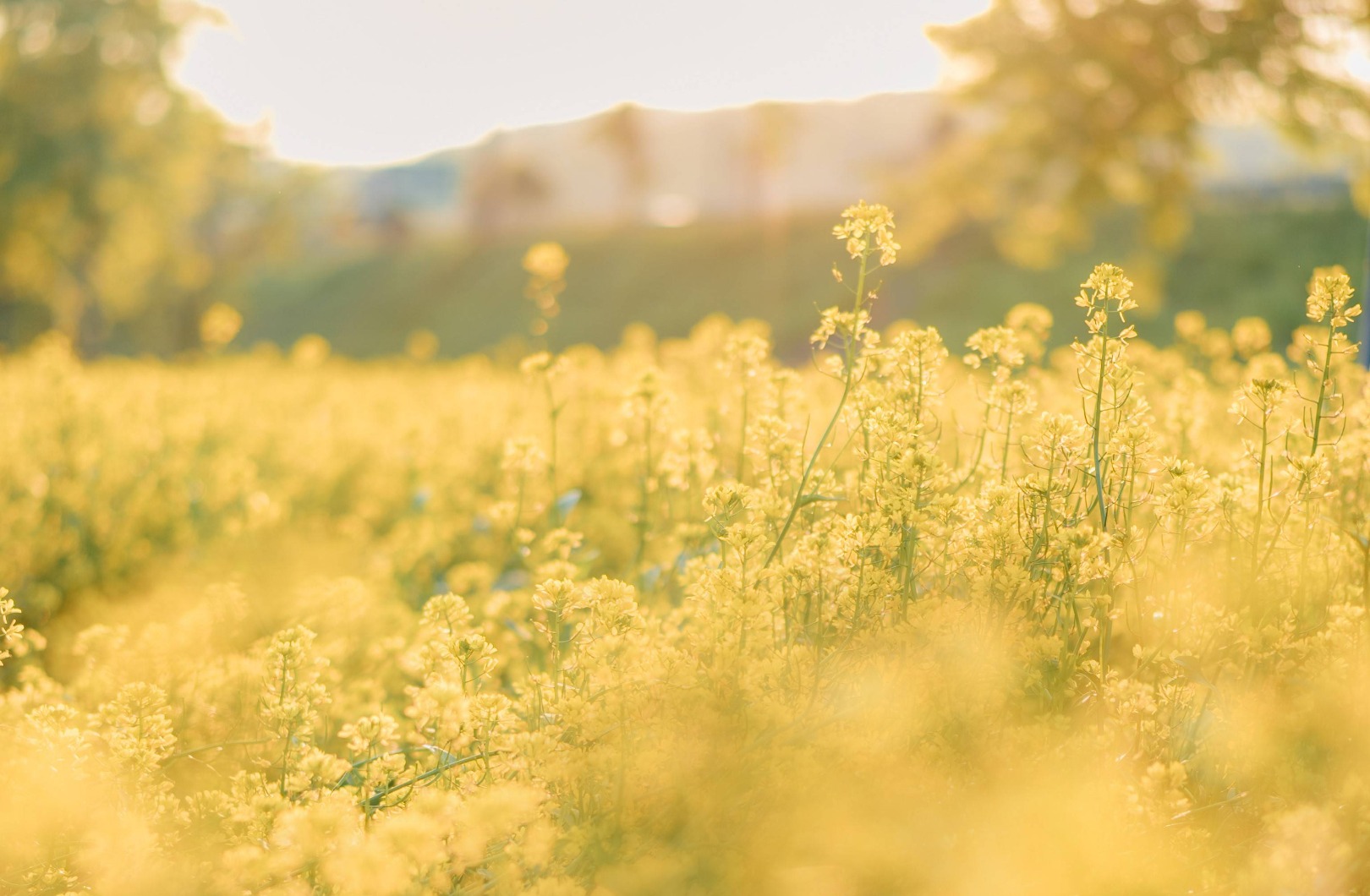 가평 양떼목장 유채꽃