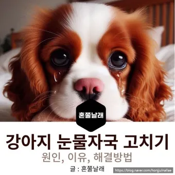 눈물이 자주 나는 이유에 대한 안과정보_14
