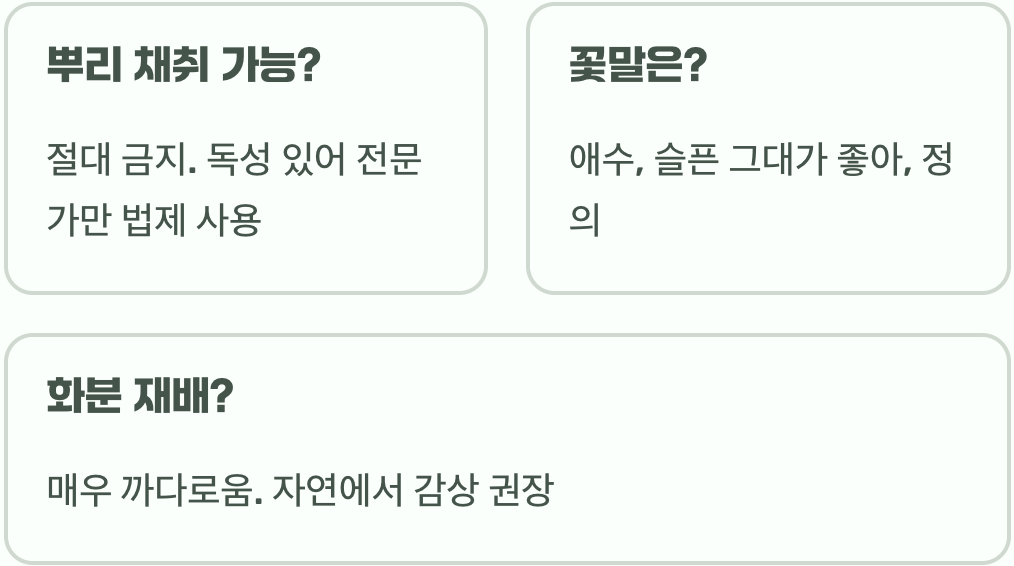 용담꽃 개화 시기&amp;#44; 언제부터 아름다운 보랏빛 꽃을 피울까?