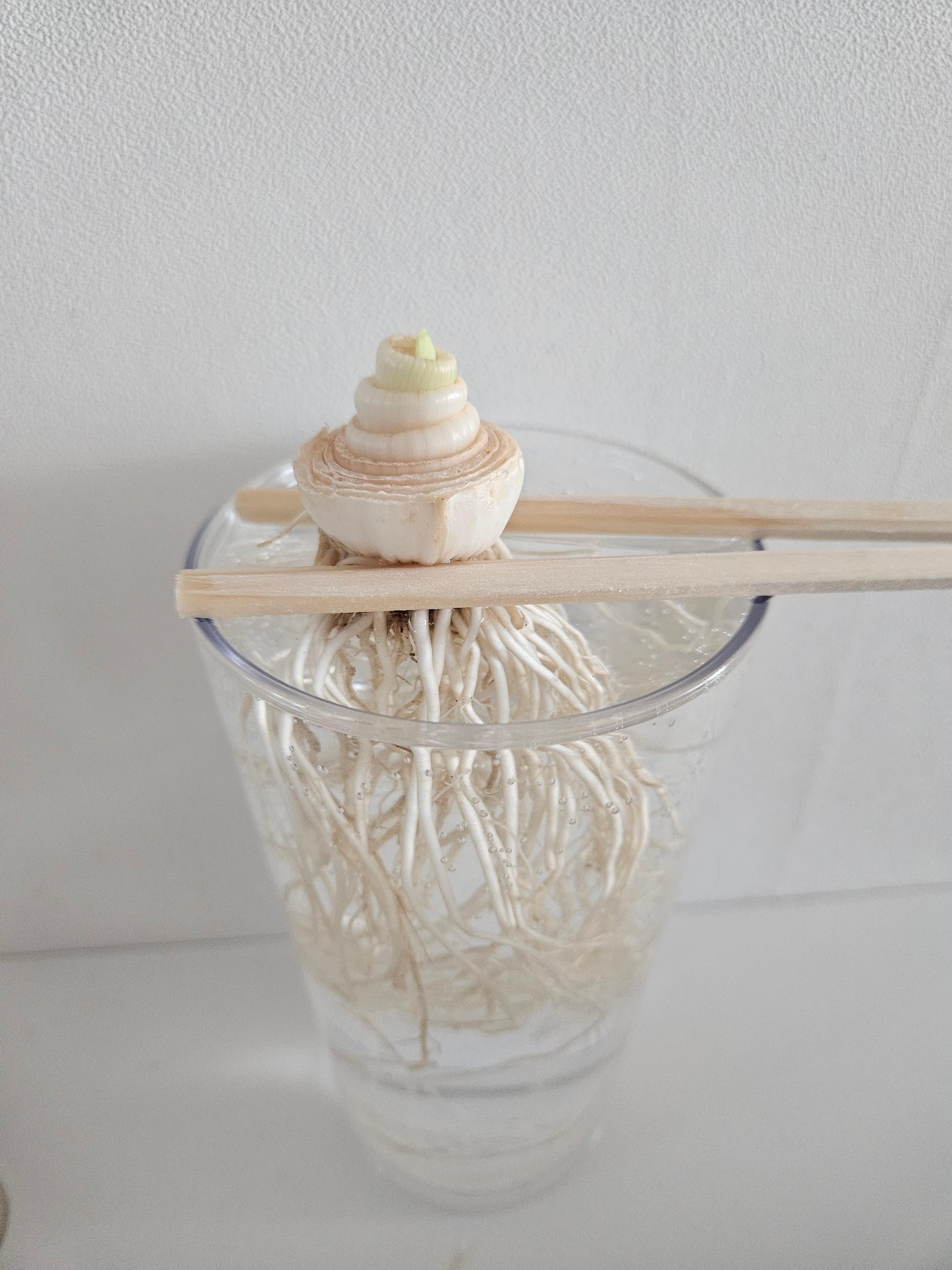 도시 농업 초보자를 위한 준비 가이드