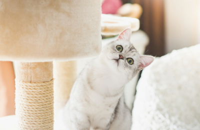 쳐다보는 고양이