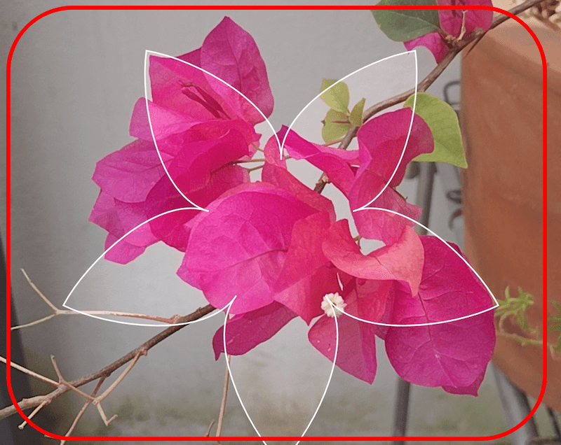 사진으로 식물이름찾기 방법