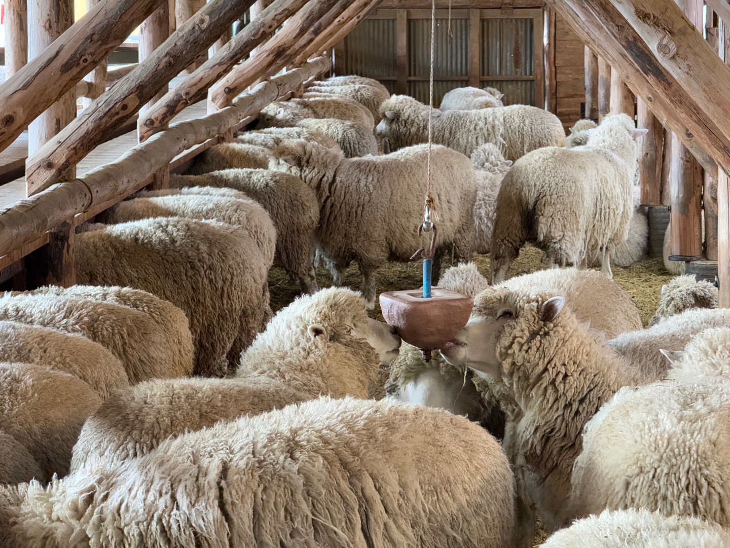 대관령 양떼목장