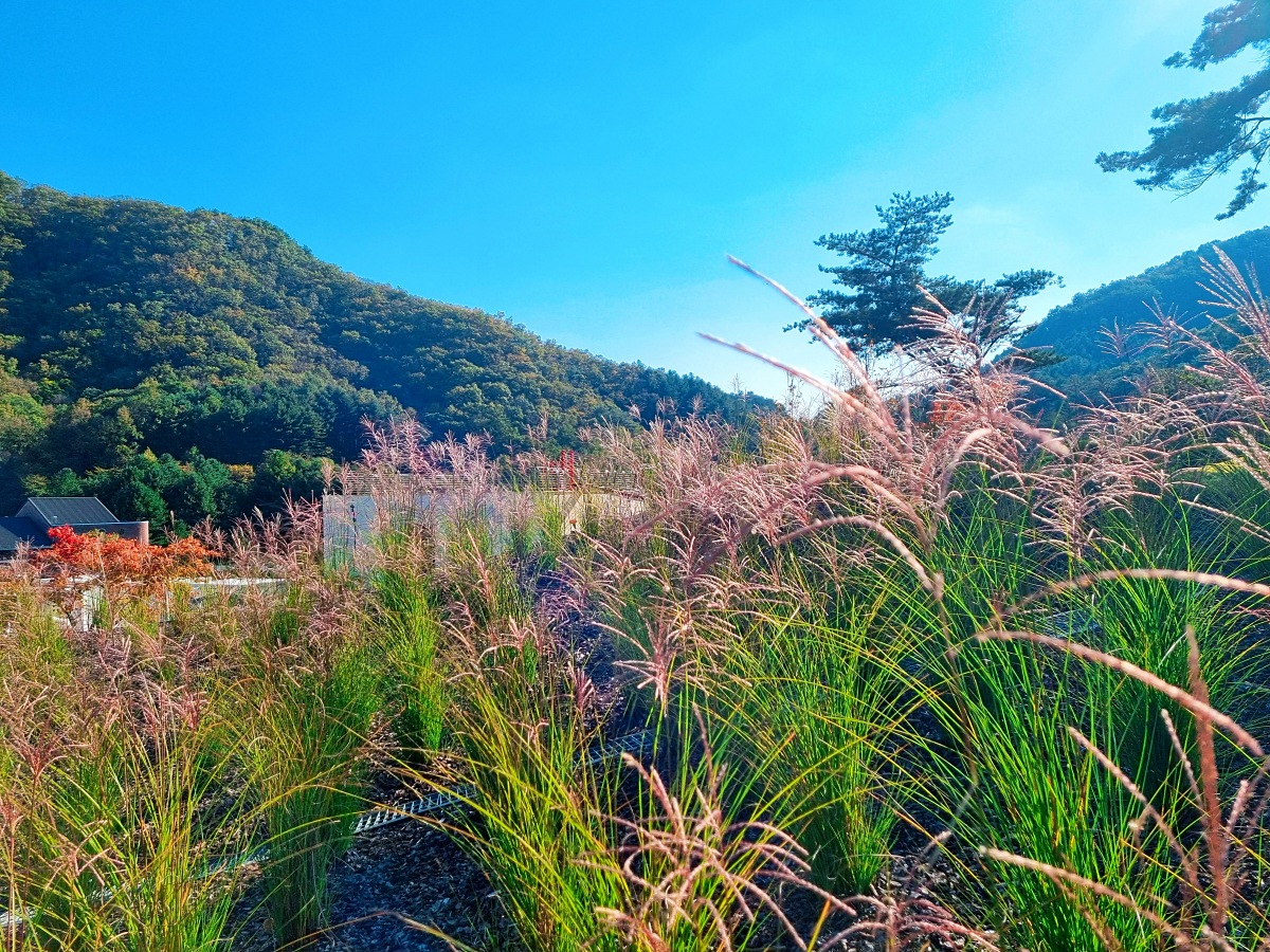 강원도 원주 포트힐 카페: 미니 출렁다리와 루프탑 정원, 산 뷰가 예쁜 곳