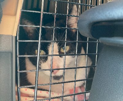 병원을 가고 있는 고양이 사진