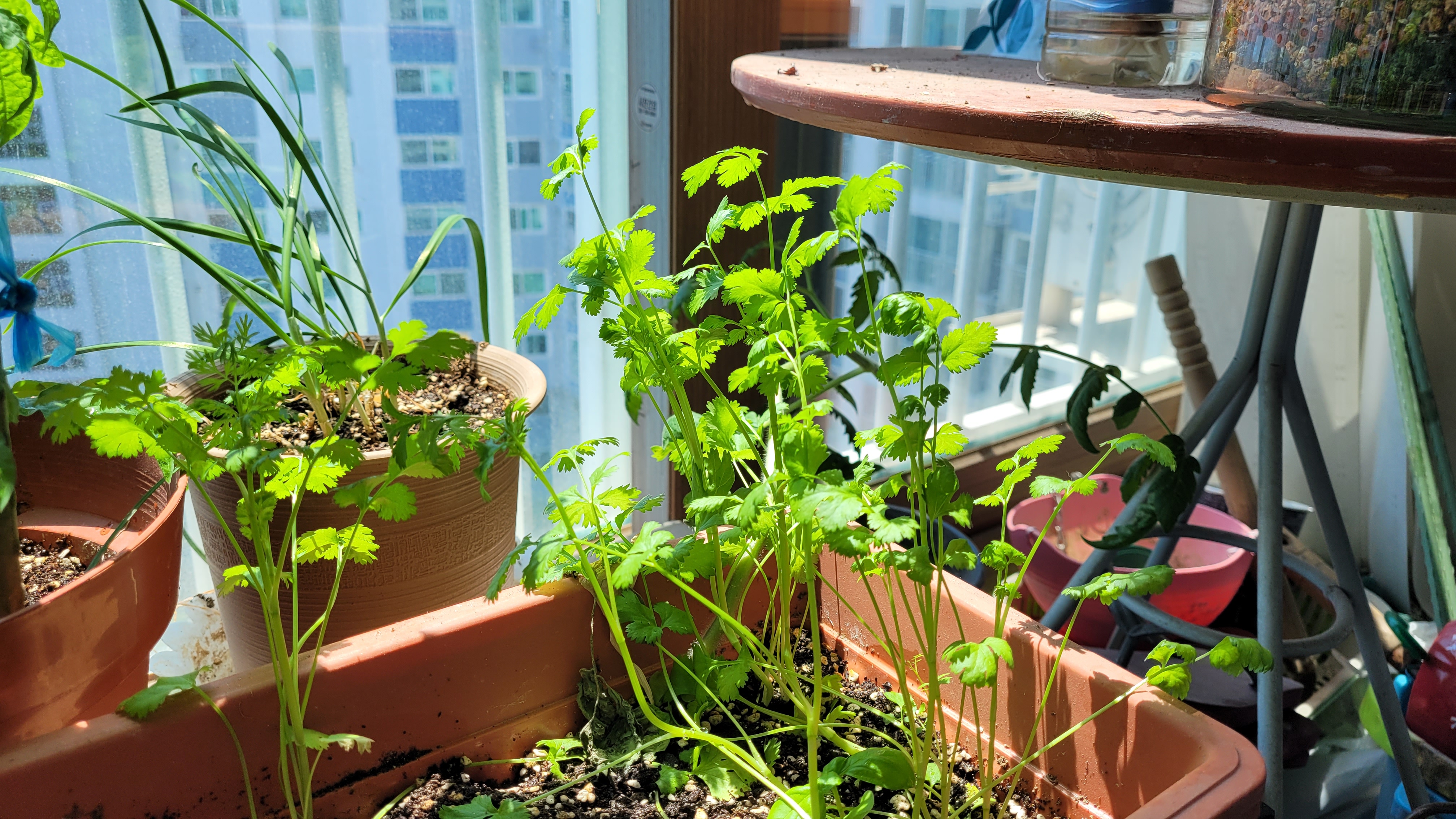 풍성하게 자란 고수