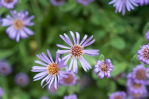 특색 있고 아름다운 민간 정원 30선 추천 여행 - 14. 고성 그레이스 정원