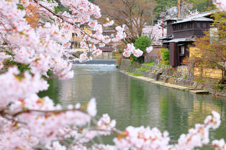 교토 벚꽃 여행 완벽 가이드
