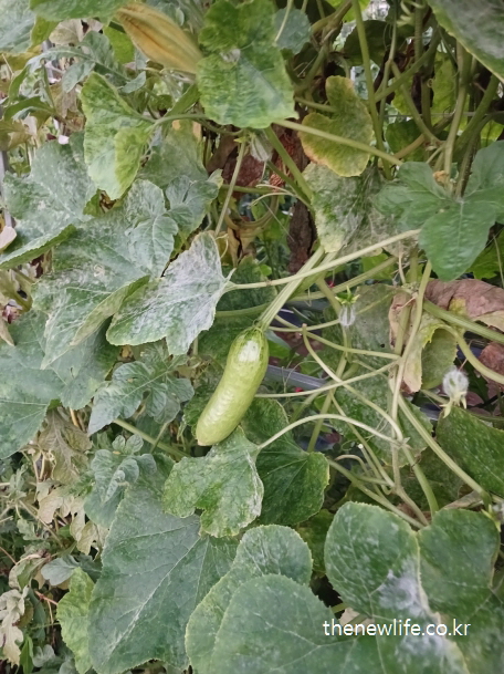 덩굴에 매달린 어린 애호박-애호박 효능과 성분 설명을 위한 실물 사진 (2)