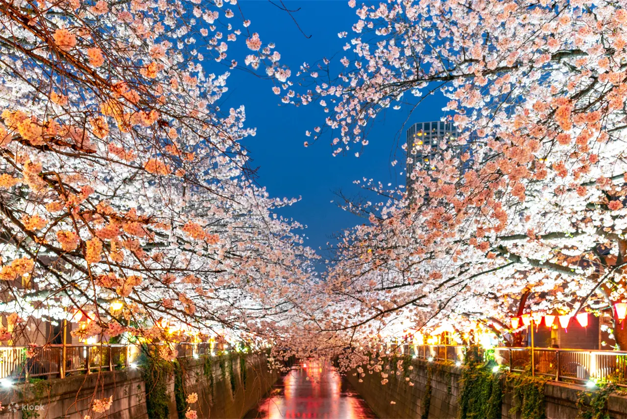 메구로 강 벚꽃.webp