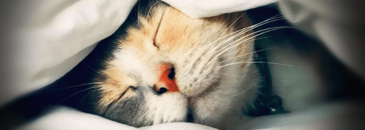 고양이-자고있는-사진