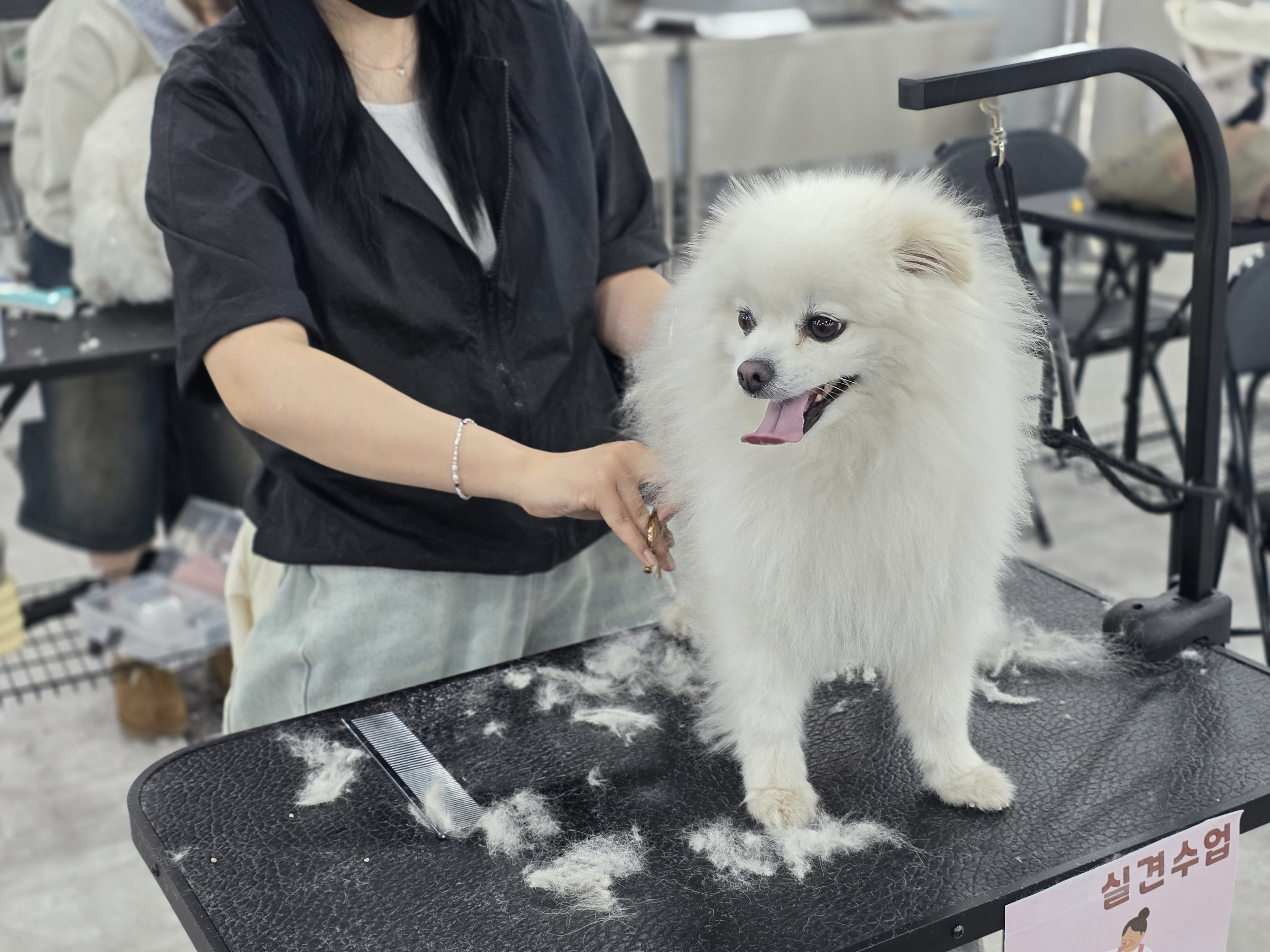 수내애견미용학원 국비