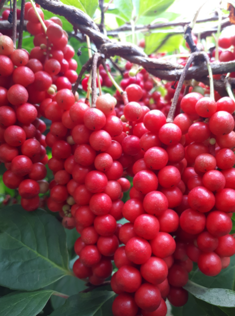 으뜸농원 오미자