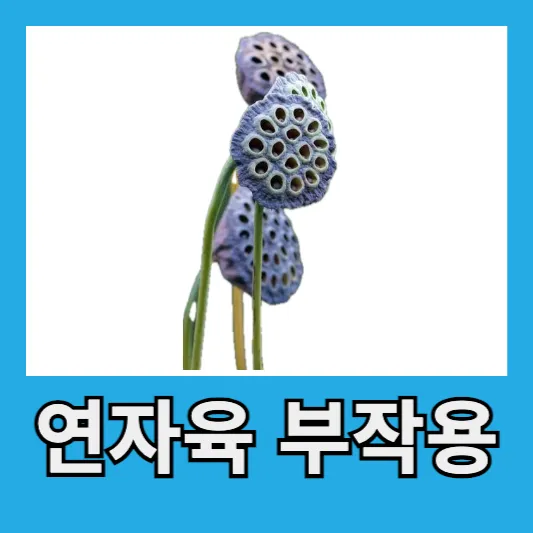 연자육 부작용