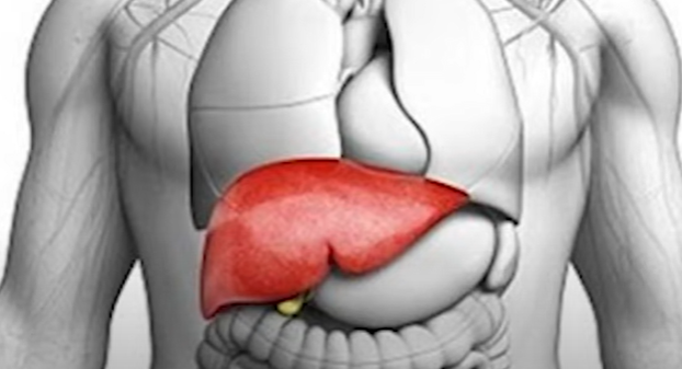 인슐린에 저항하는 지방세포