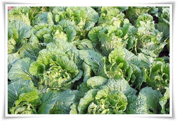 텃밭 &quot;8월, 김장 배추 심으세요!&quot; 올 가을 김장은 지금부터!