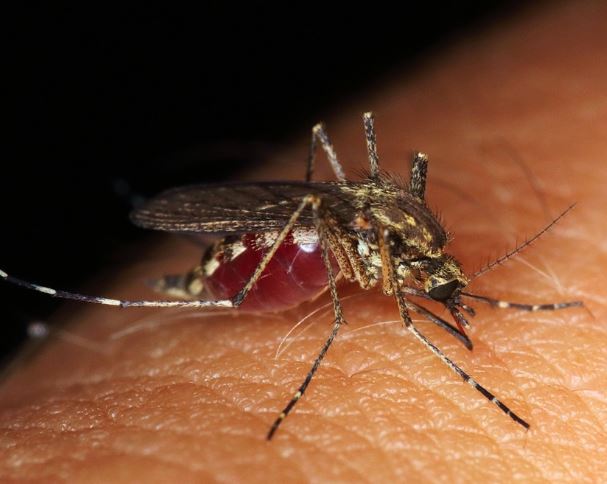 아이유-스키터증후군