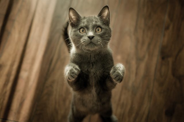 고양이-꿈-해몽-정리