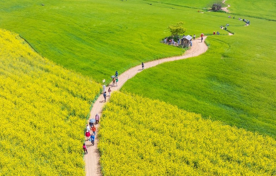 청보리밭