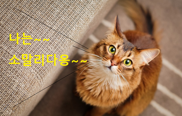 소말리 고양이 이미지 - 1